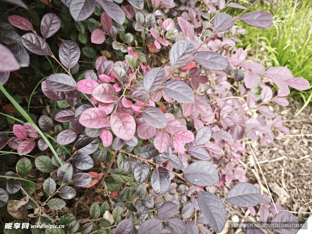 紫叶植物绽放粉色小花