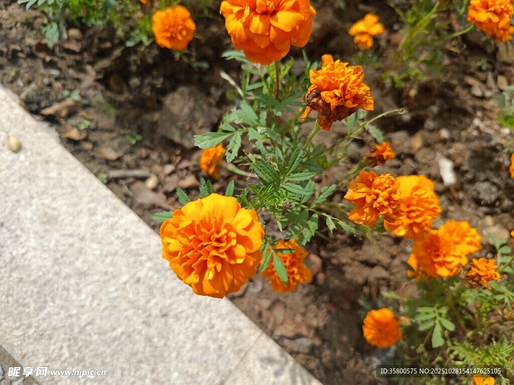 路边绽放的橙色万寿菊