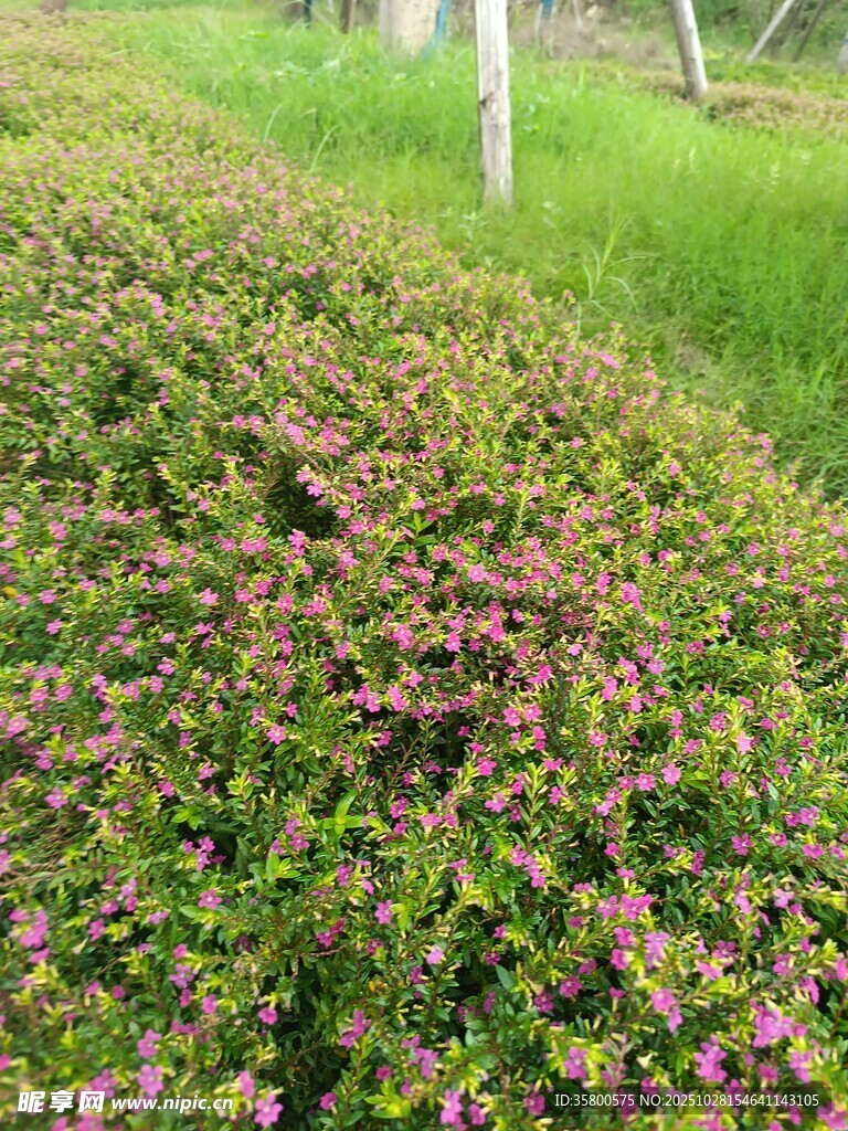 多彩花丛中的繁茂植物