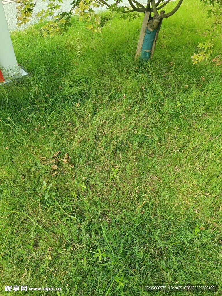 绿意盎然的草地与树木