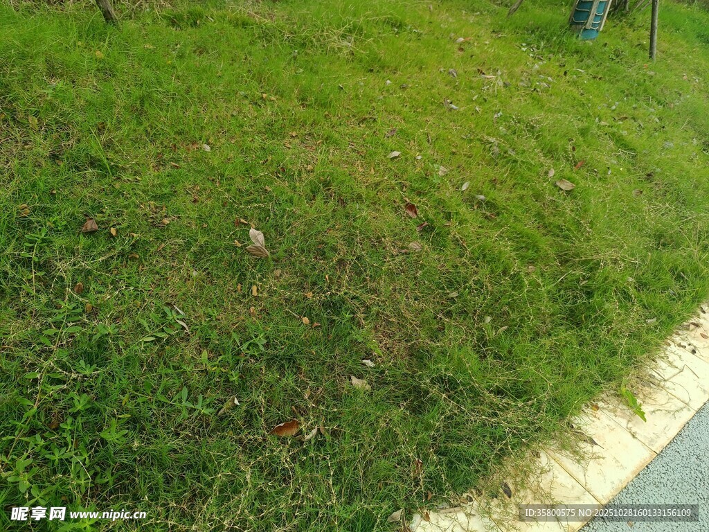 路边翠绿草地景观