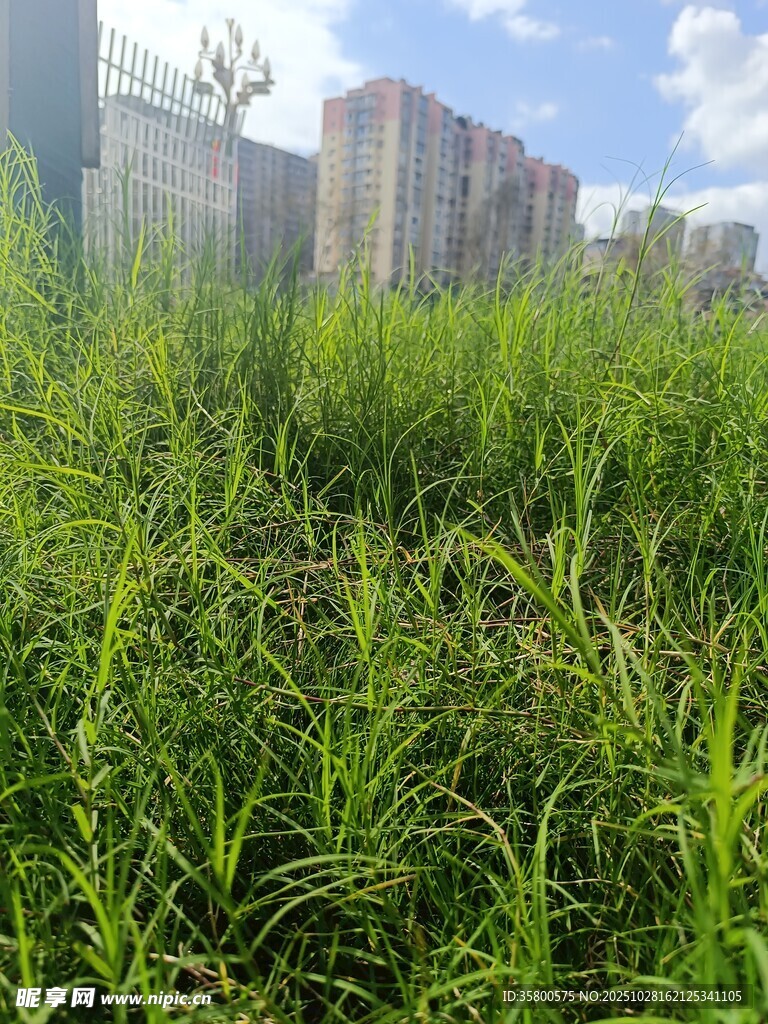 城市中的绿色草地景观