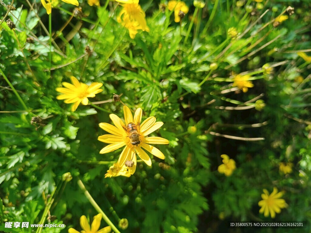 绽放的黄色小花