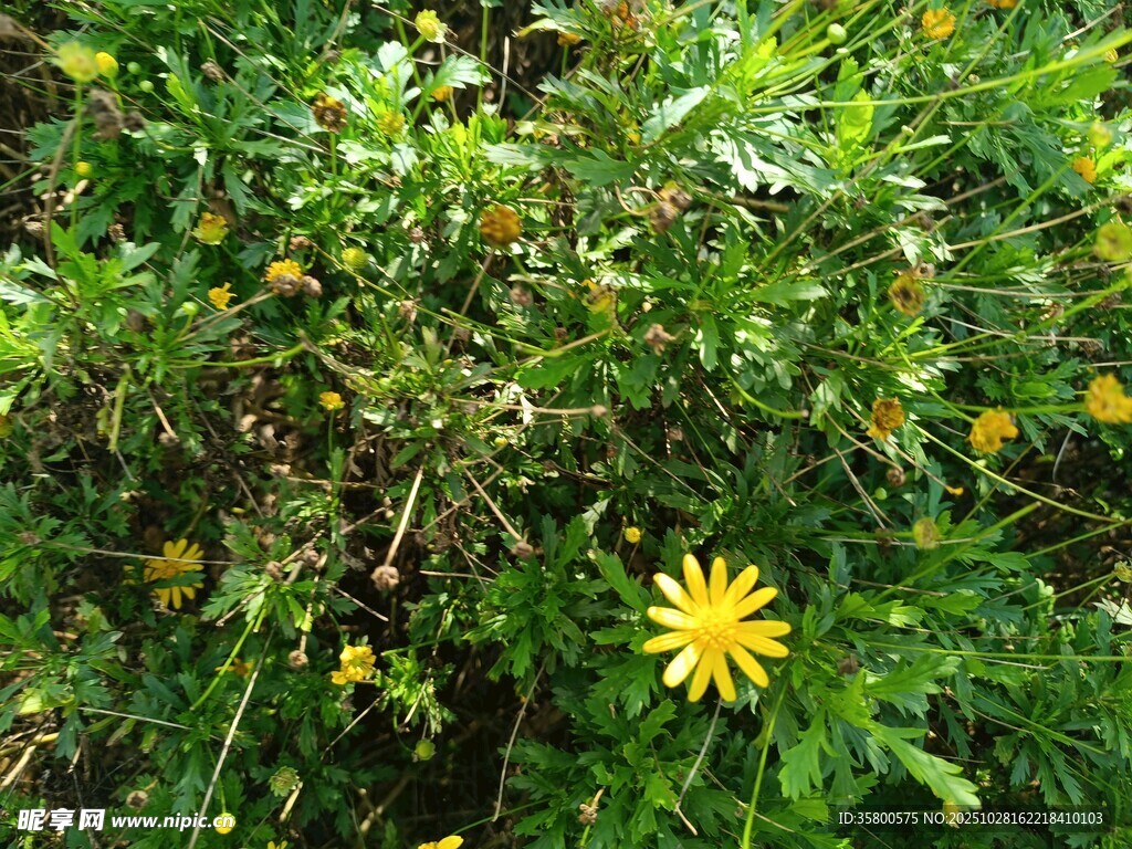 绿叶丛中绽放的黄色小花