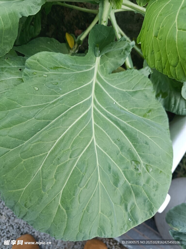 大叶片卷心菜特写