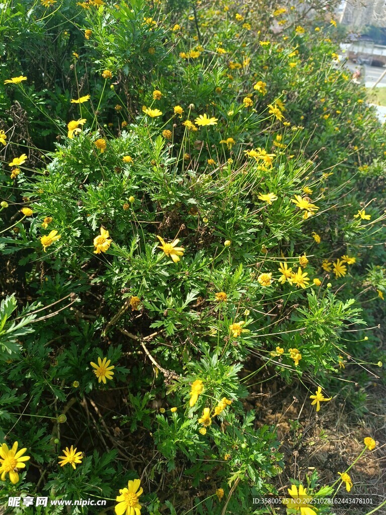 盛开的黄色小花灌木丛