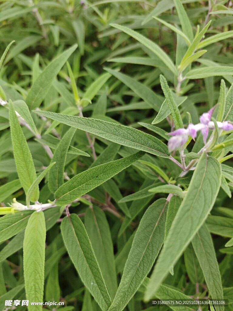 绿叶间的紫色小花