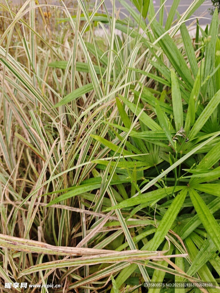 枯黄与翠绿交织的植物景观