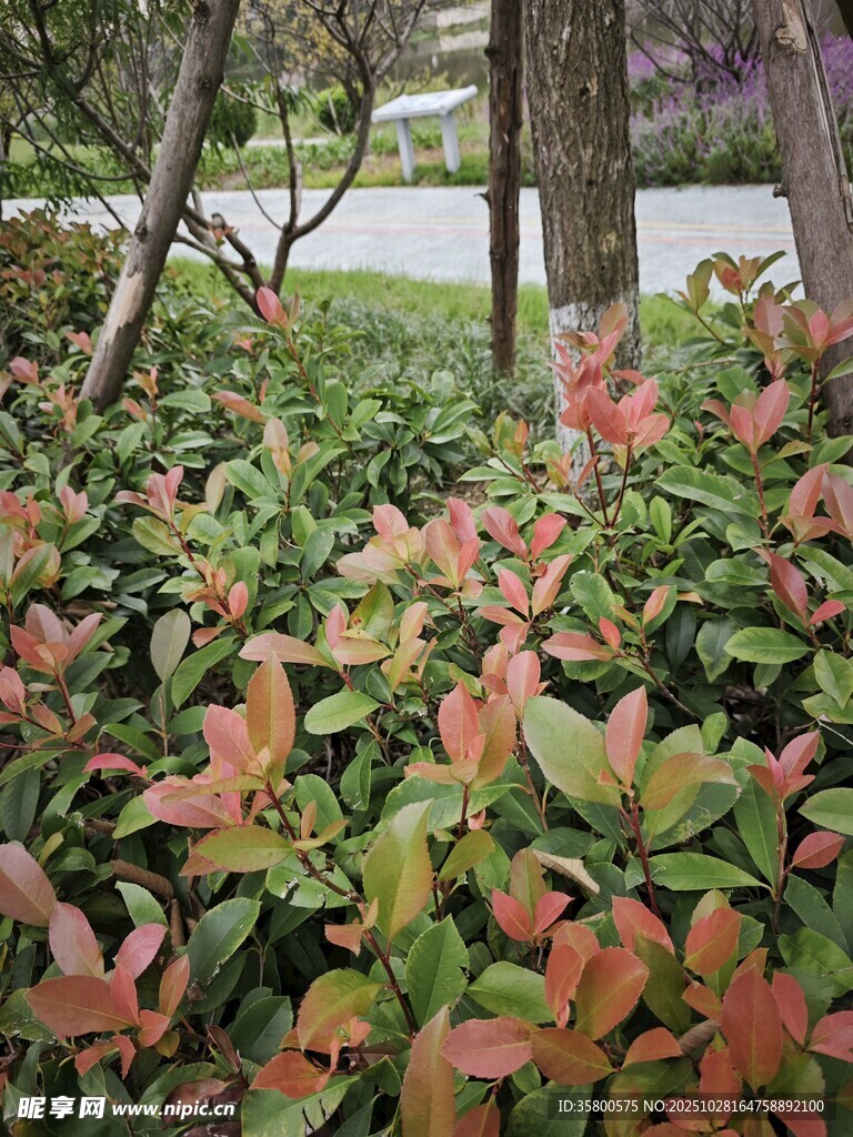 多彩斑斓的红叶灌木丛