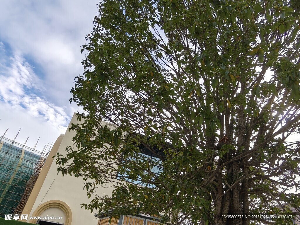 校园旁的高大绿树