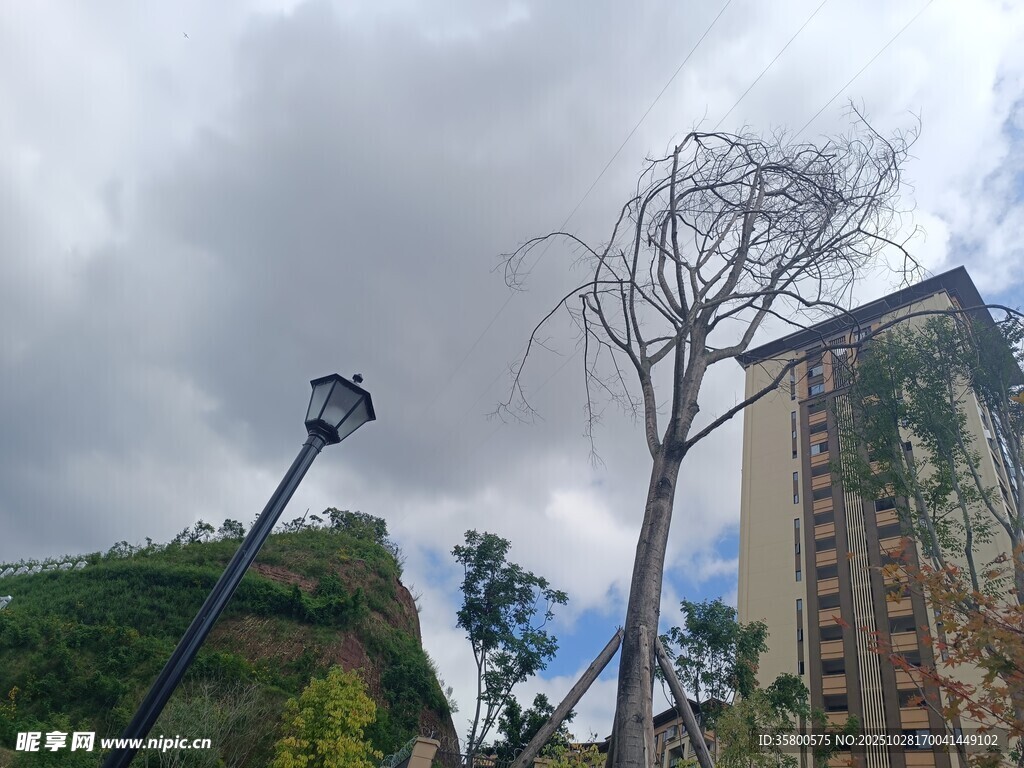 枯树与绿植旁的楼宇景观