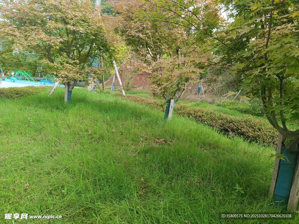 绿意盎然的草地与树木