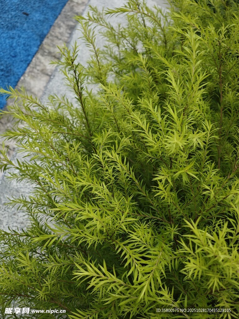 翠绿茂密的清新绿植