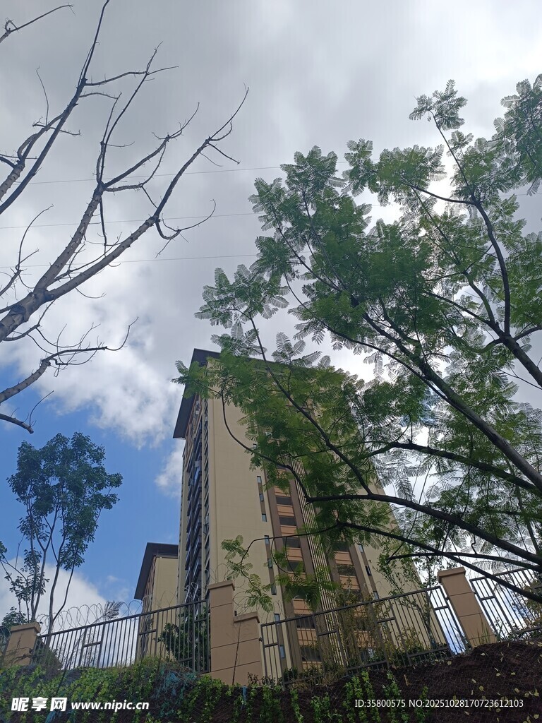 高楼旁的绿树与蓝天白云