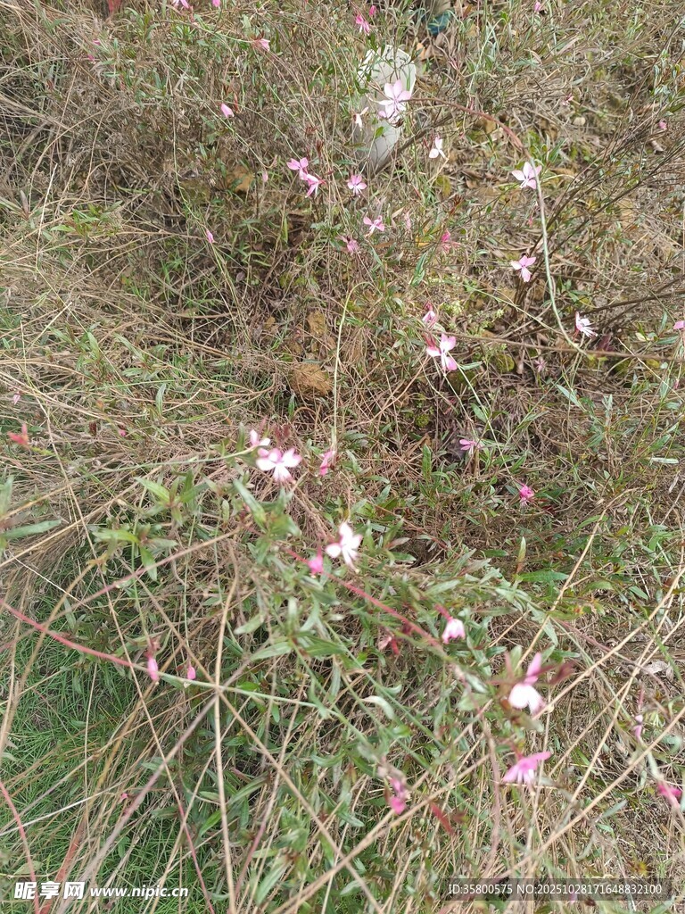 草丛中的粉色小花