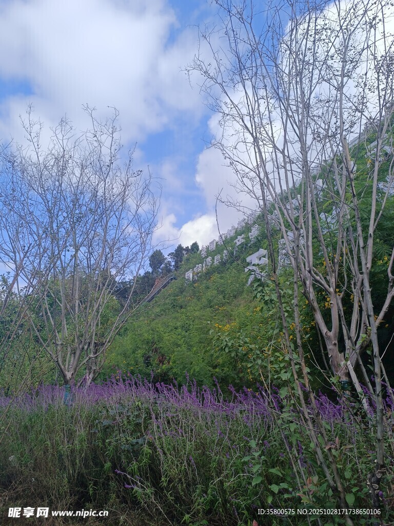 山间紫花与蓝天绿树之景