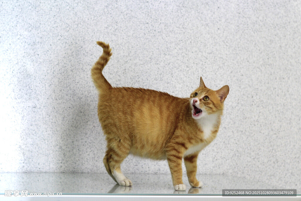 橘猫 站立 张嘴