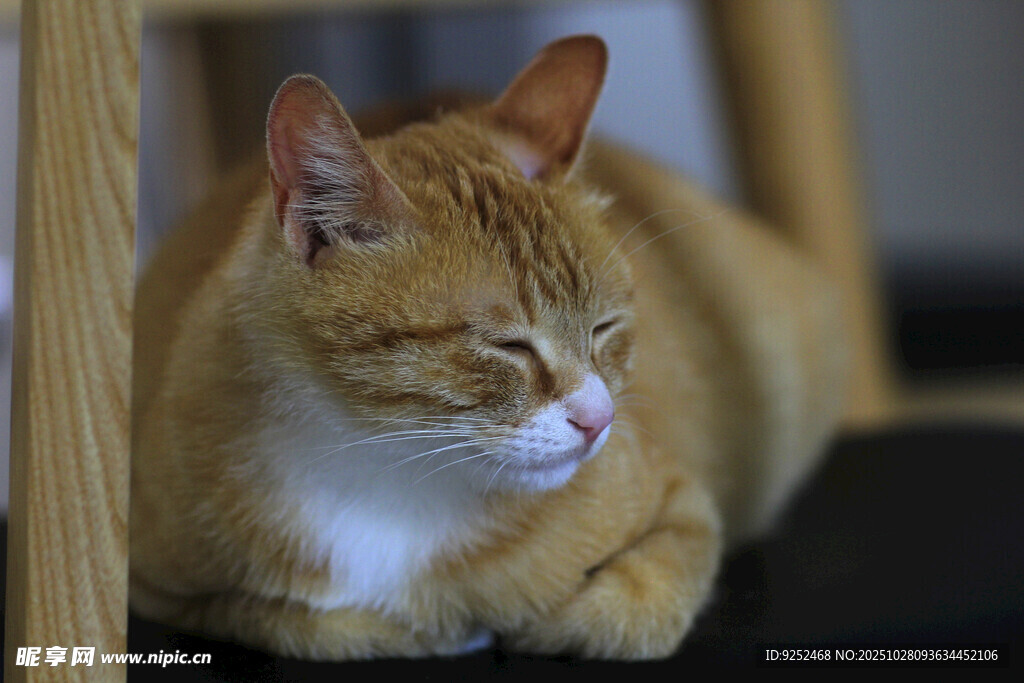 橘猫 趴卧 休闲