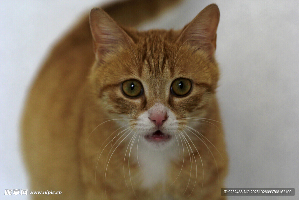 橘猫 大眼睛
