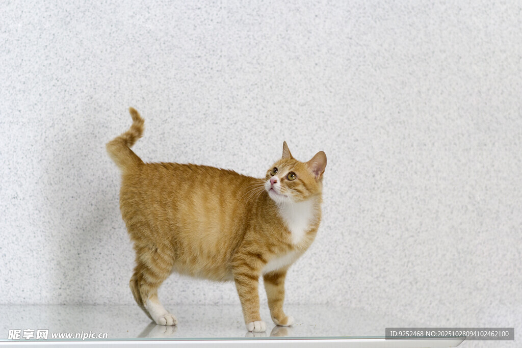 橘猫 侧身 眼神