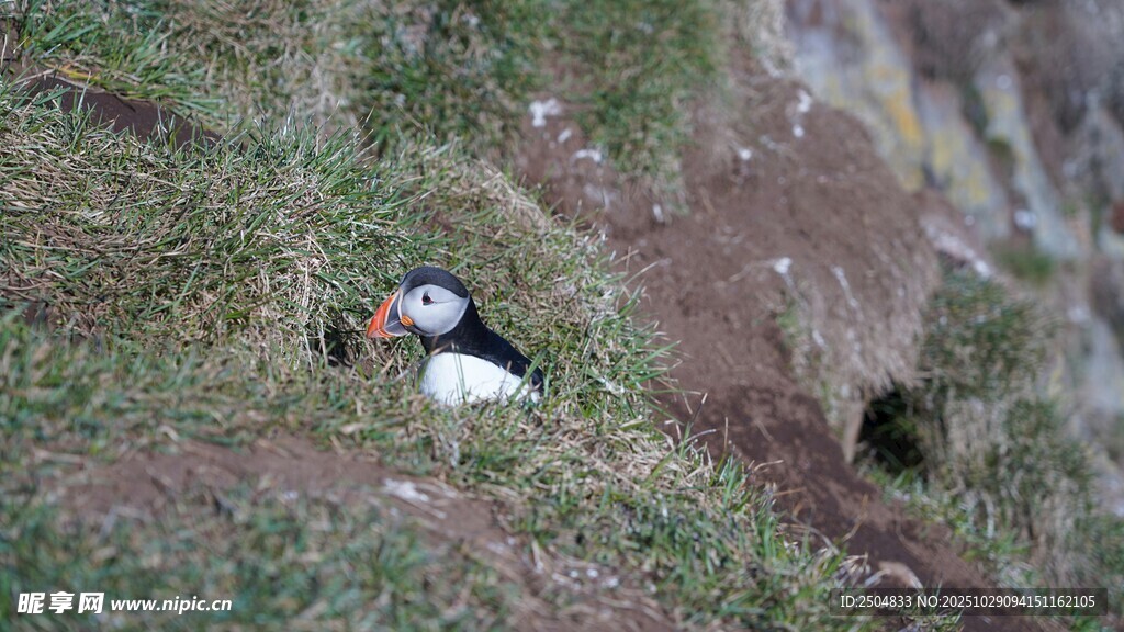 海鹦立于草地洞穴旁