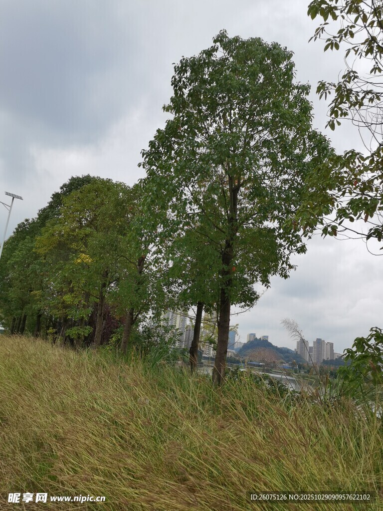 郊外绿树草地风景图