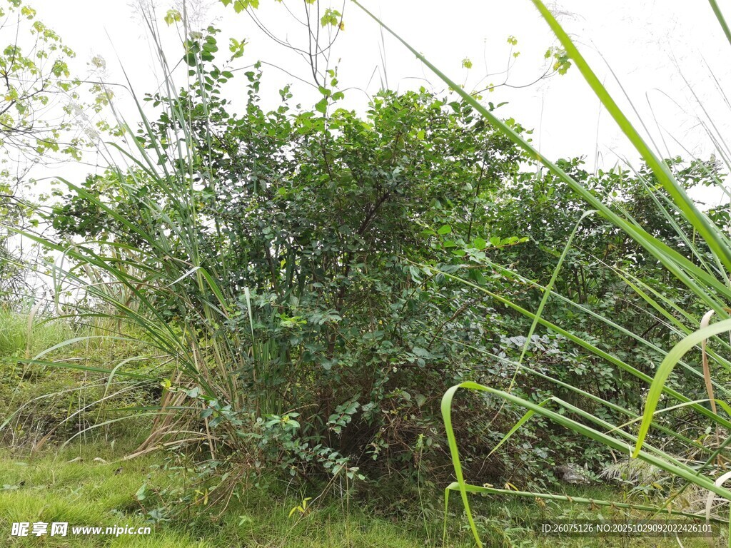 野外繁茂绿植景观