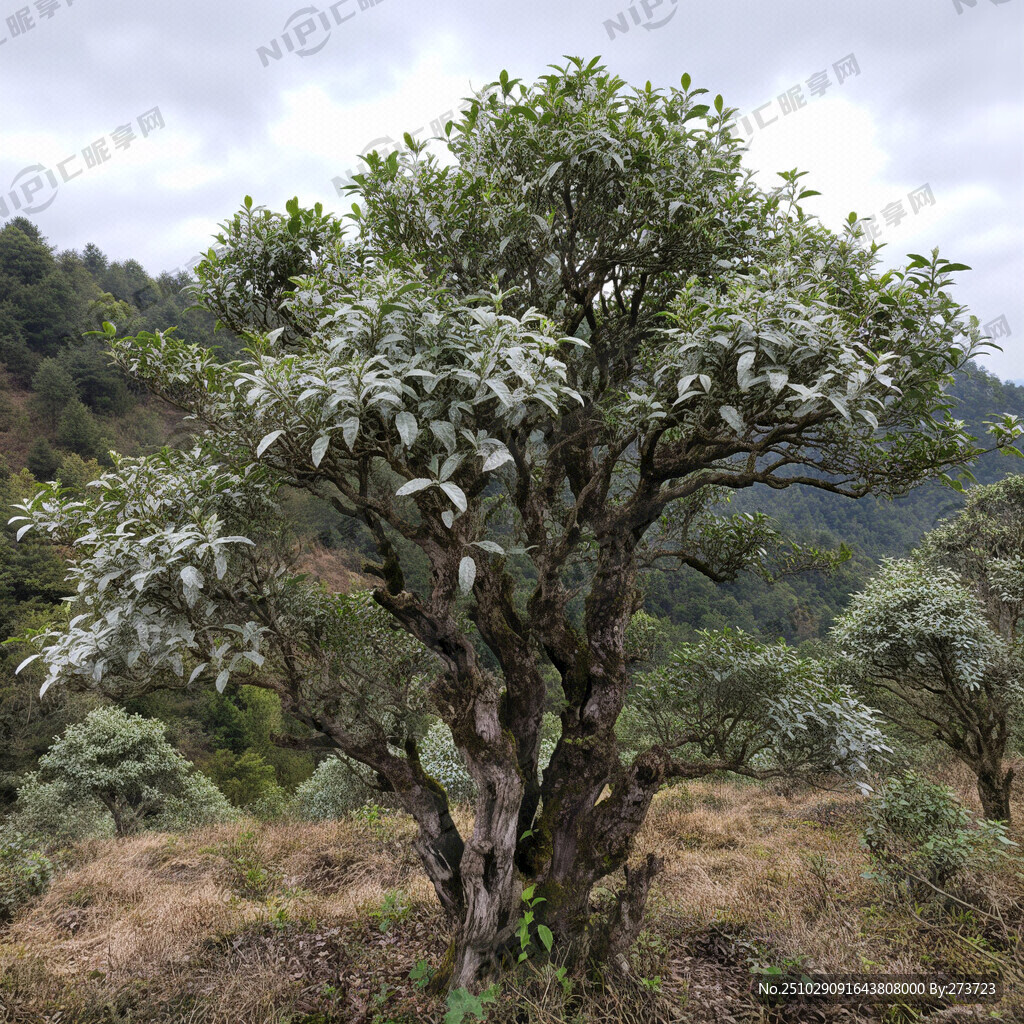 福鼎白茶荒野高山老树茶