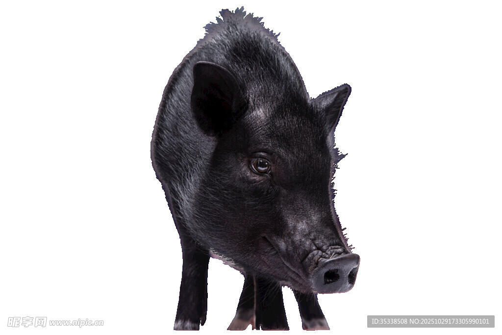黑猪特写