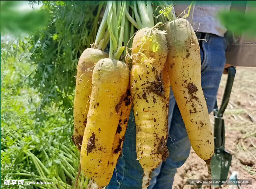 胡萝卜栽培