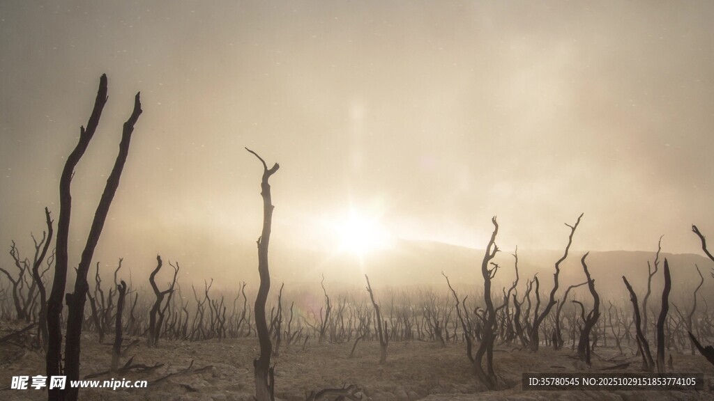 荒漠枯树映落日余晖
