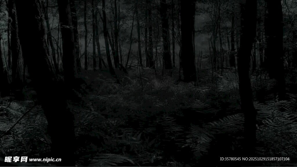 黑暗森林中的静谧景象