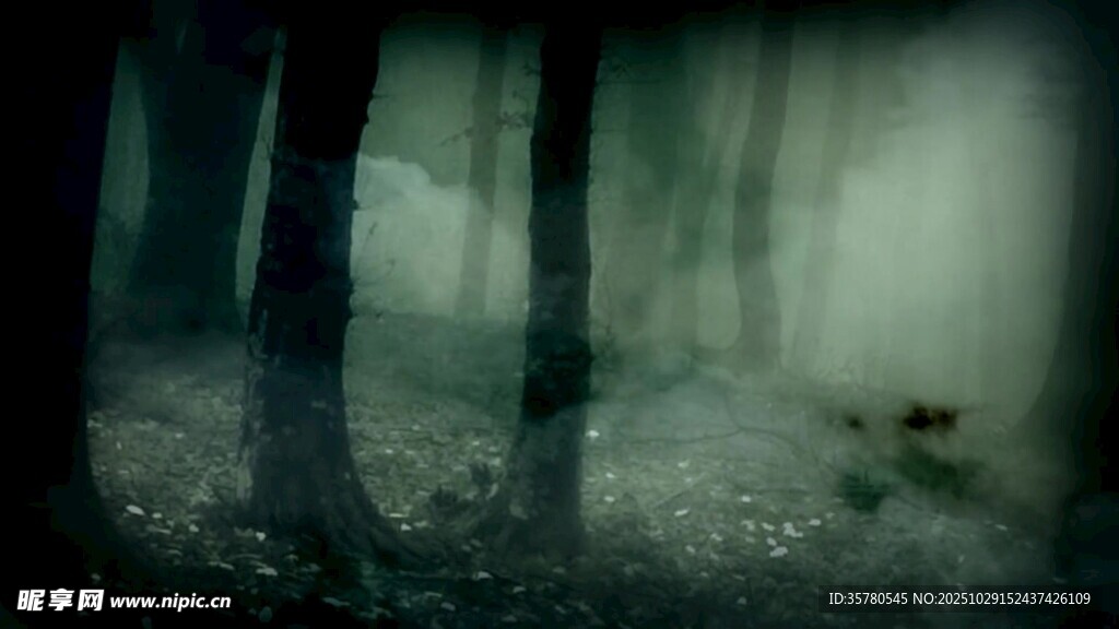 迷雾森林中的神秘景象