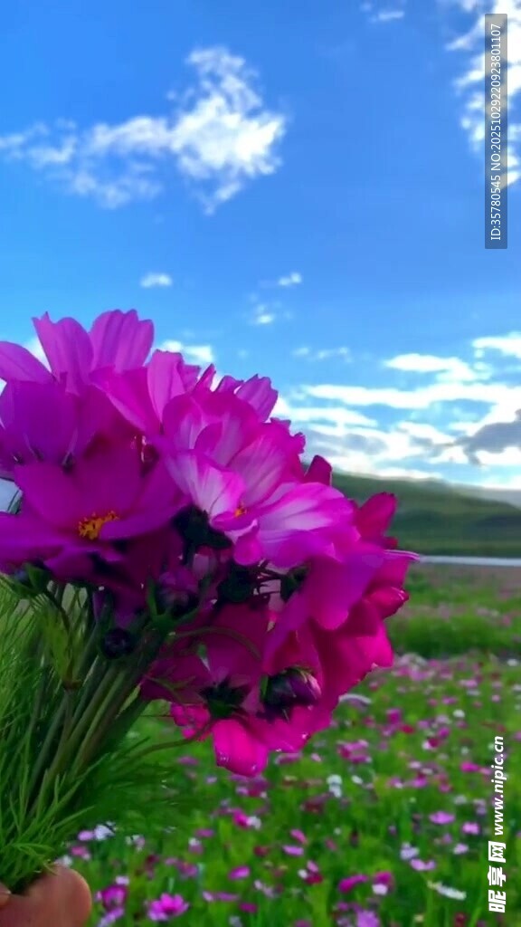 手持紫花于绚烂花田之中