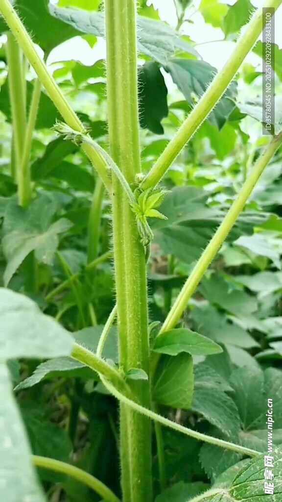 嫩绿豆角藤蔓生机盎然