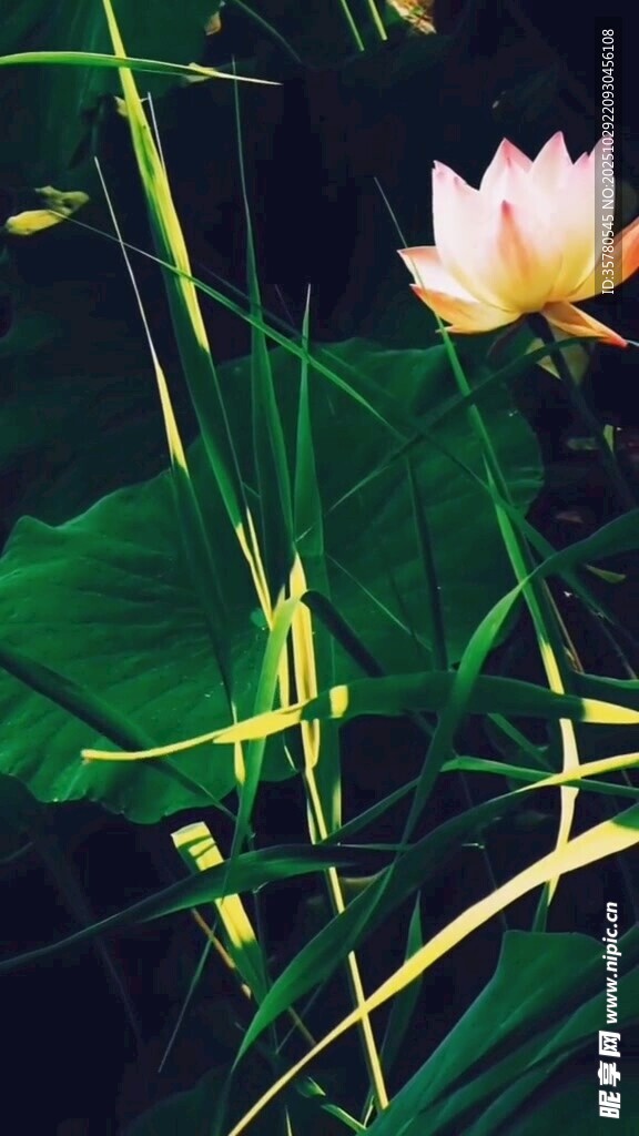 一朵白荷绽于翠绿莲叶间