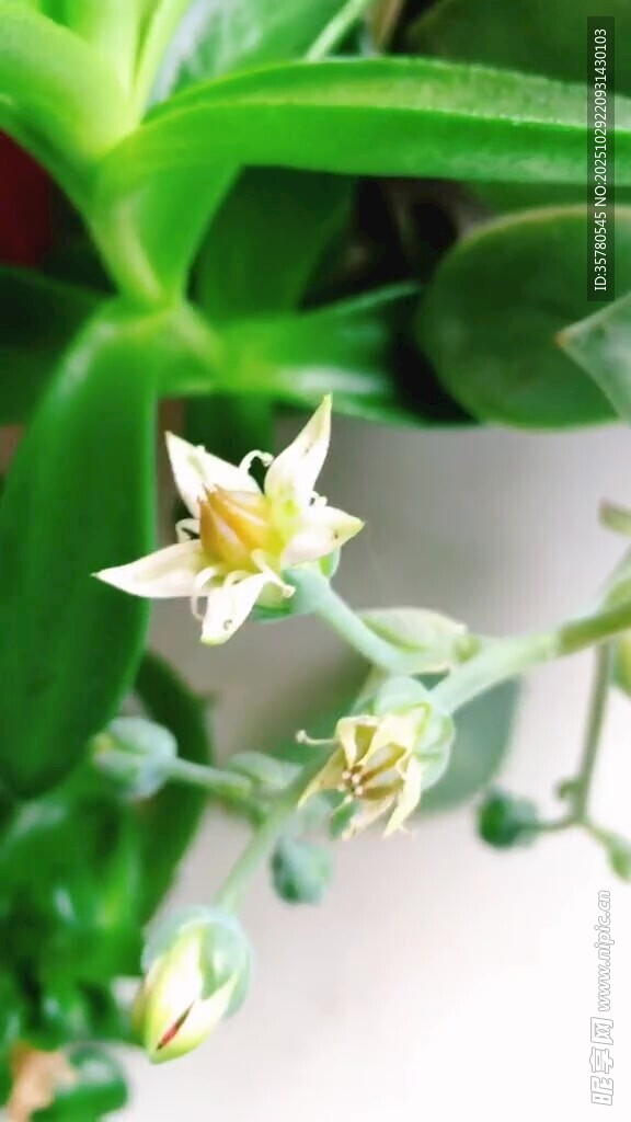 清新白色小花绽放