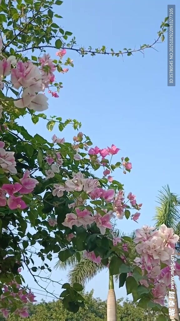 繁花满树的美丽景致