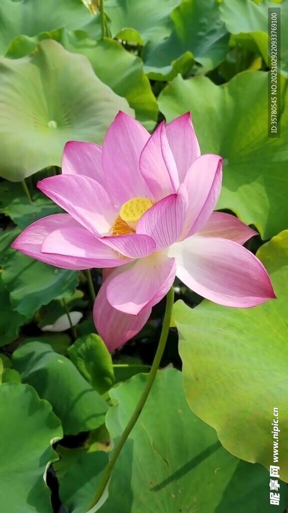 娇艳荷花绽放于绿叶间