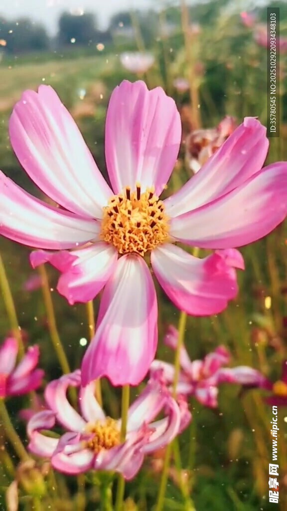 粉色波斯菊绽放于田野