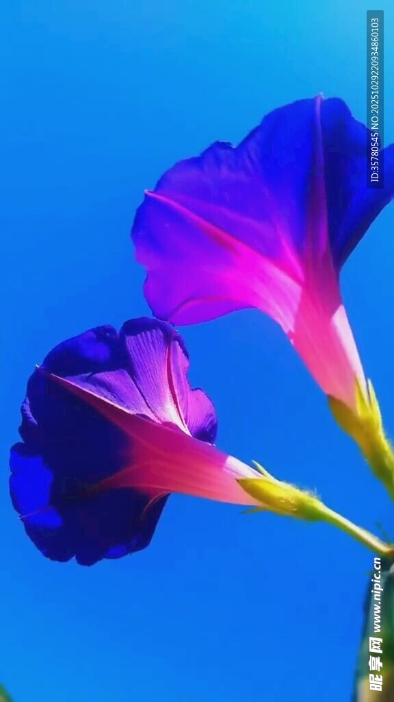 蓝天下的艳丽牵牛花