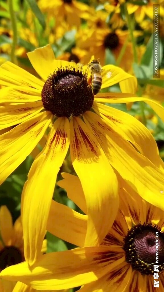 黄色黑心菊上的小蜜蜂