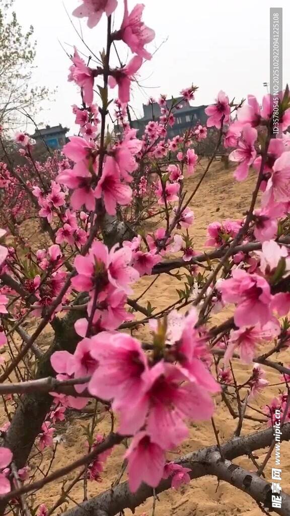 春日绽放的娇艳粉色桃花