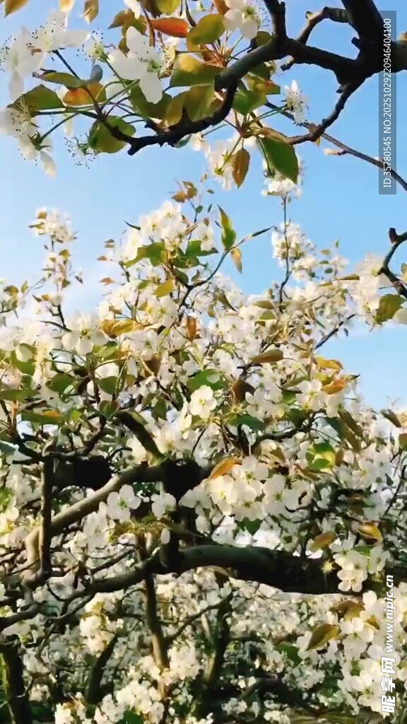  唯美花开视频素材