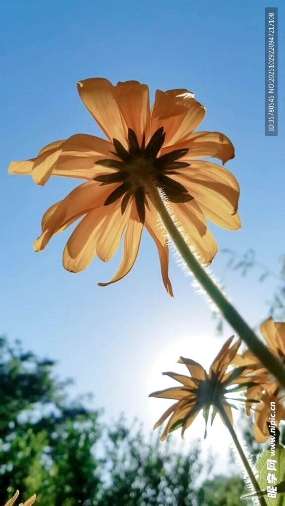 阳光下绽放的橙色花朵