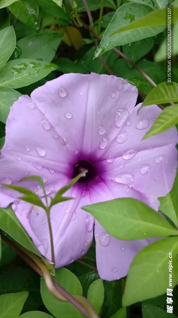 紫色牵牛花绽放