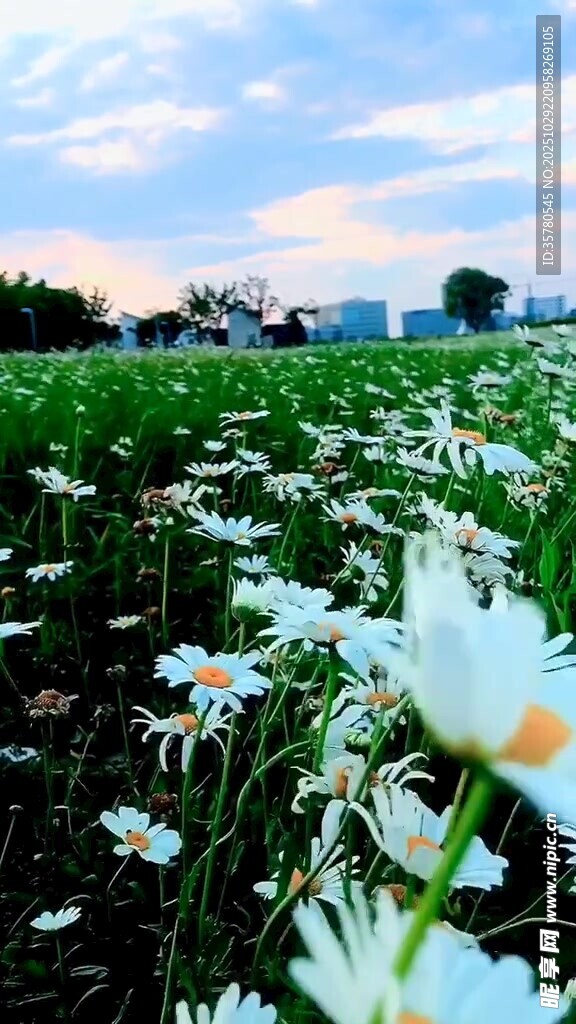 花海美景雏菊绽放原野