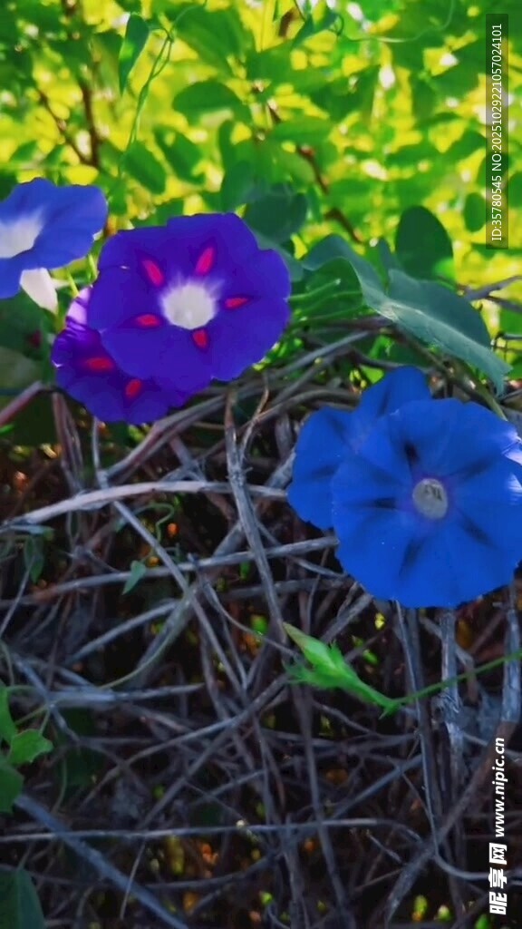 蓝紫牵牛花绽放于草丛