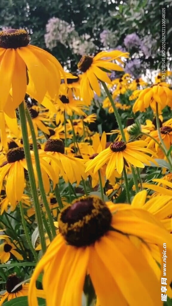  唯美花开视频素材