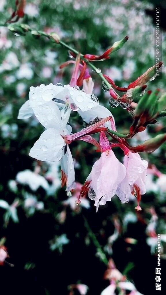 娇艳绽放的粉色与白色花朵